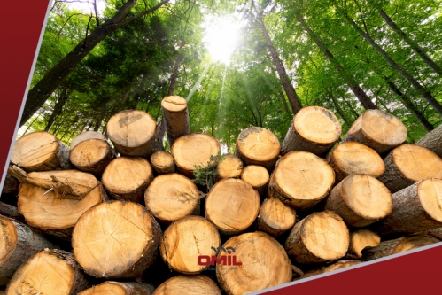 Você sabe o que é madeira sustentável?